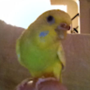 Meet your Posher, Elyse